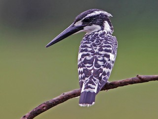  - Pied Kingfisher