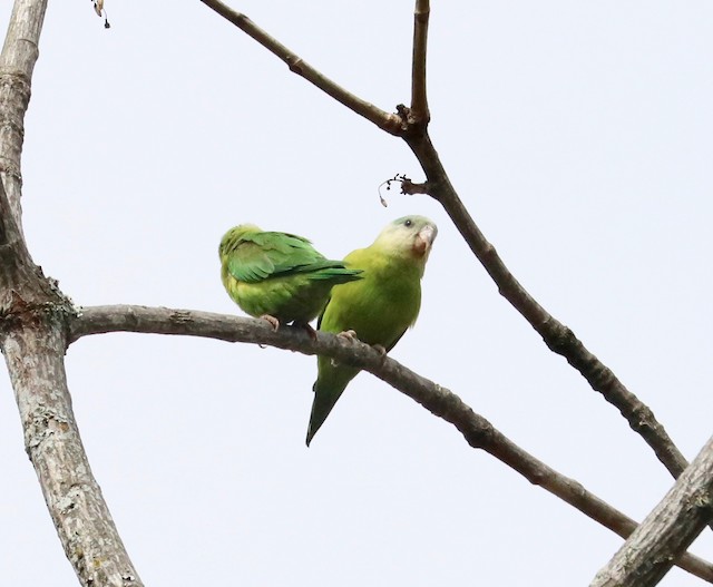 Grey Cheeked Parakeet Ebird