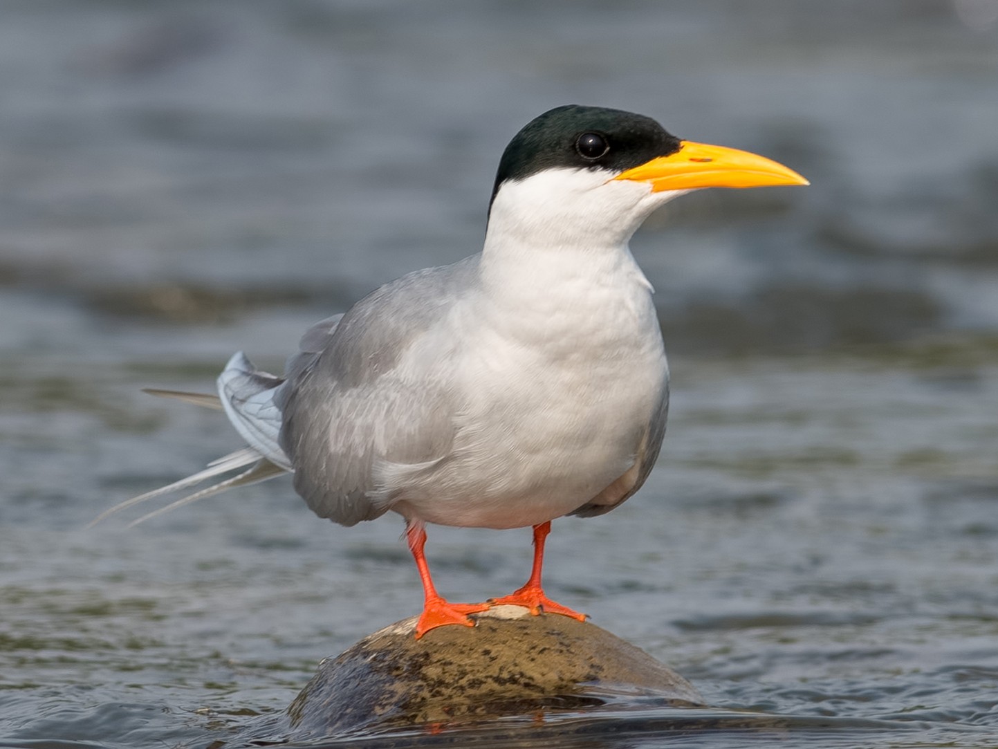 River Tern - Shailesh Pinto