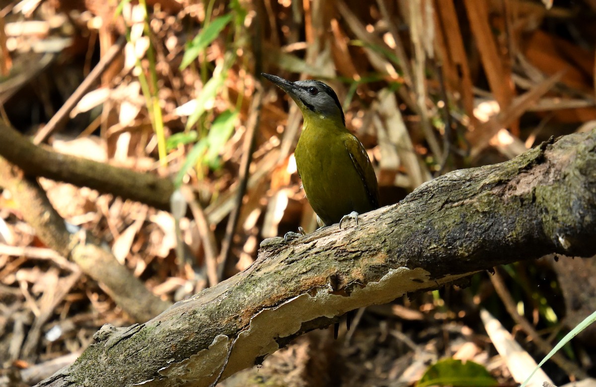 Gray-headed Woodpecker - ML133934081