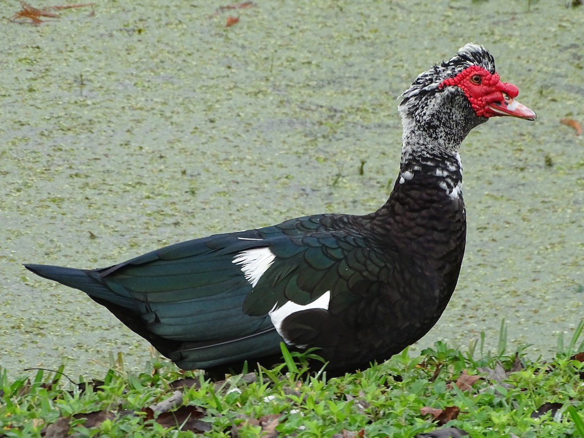 Muscovy Duck (Domestic type) - Jeffrey Roth