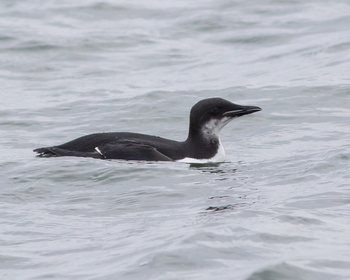 Thick-billed Murre - ML133935241