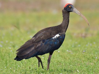  - Red-naped Ibis