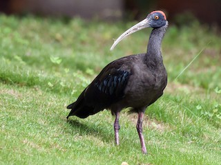  - Red-naped Ibis