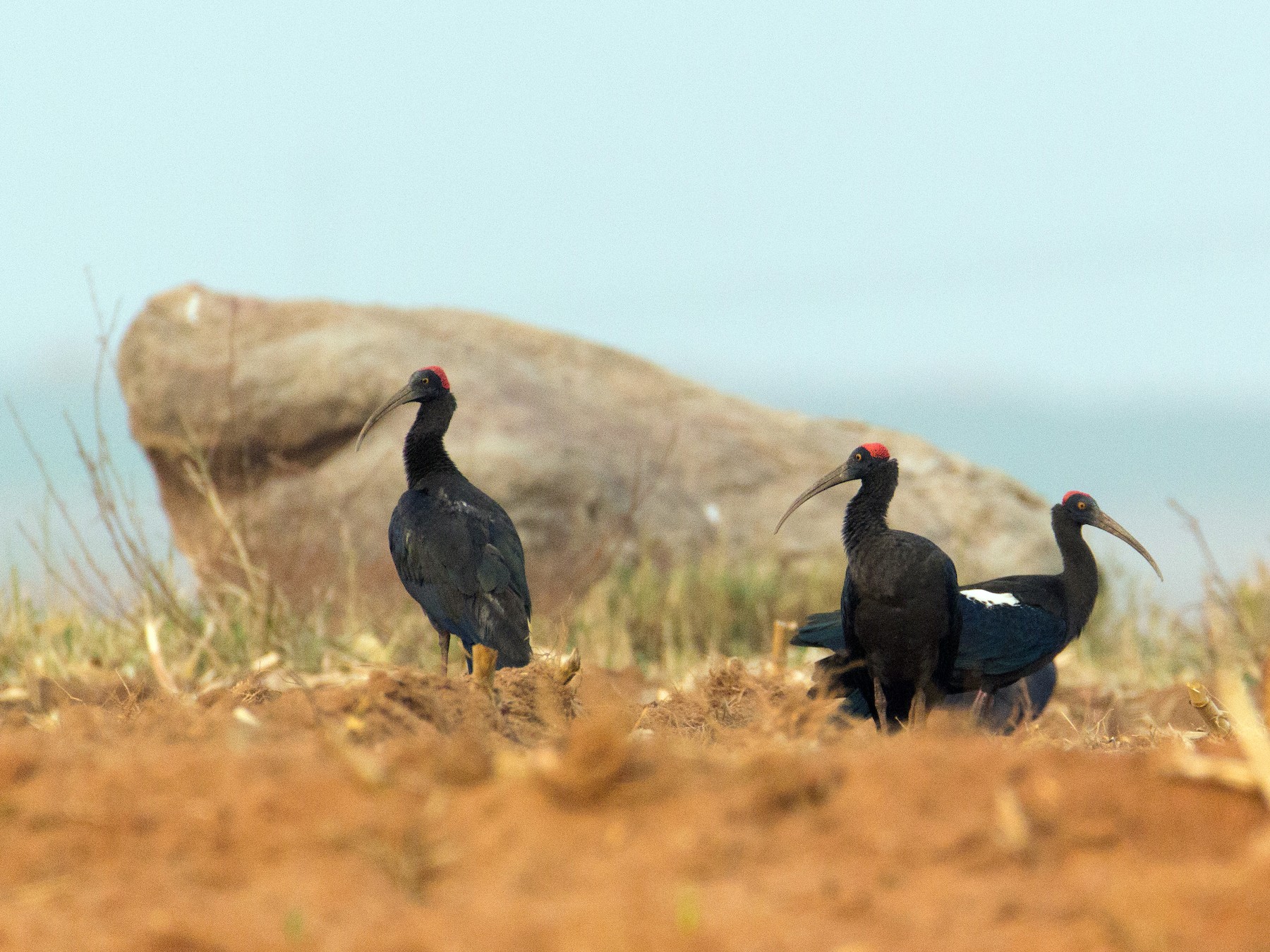 Red-naped Ibis (Indian Black Ibis) - Adithya Bhat
