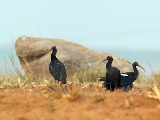  - Red-naped Ibis