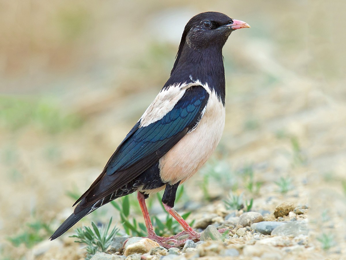 Étourneau roselin - eBird