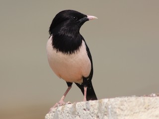 นกเต็มวัยในฤดูผสมพันธุ์ - Christian Goenner - ML133936291