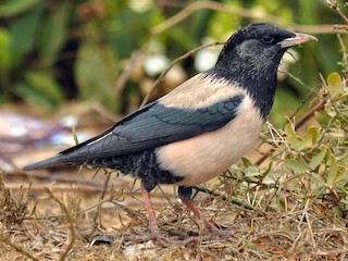 Pink Starling Bird