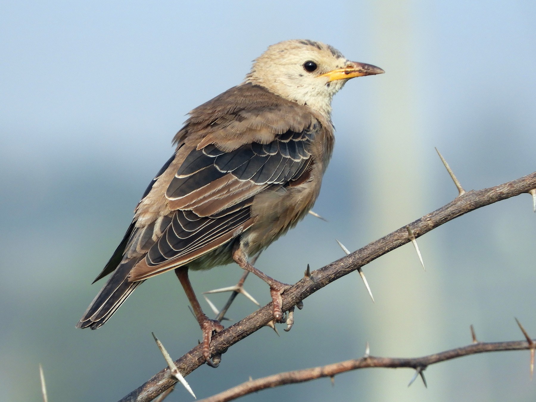 Rosy Starling - eBird