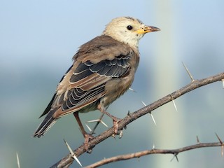 幼鳥 - Lakshman Hampiholi - ML133936311