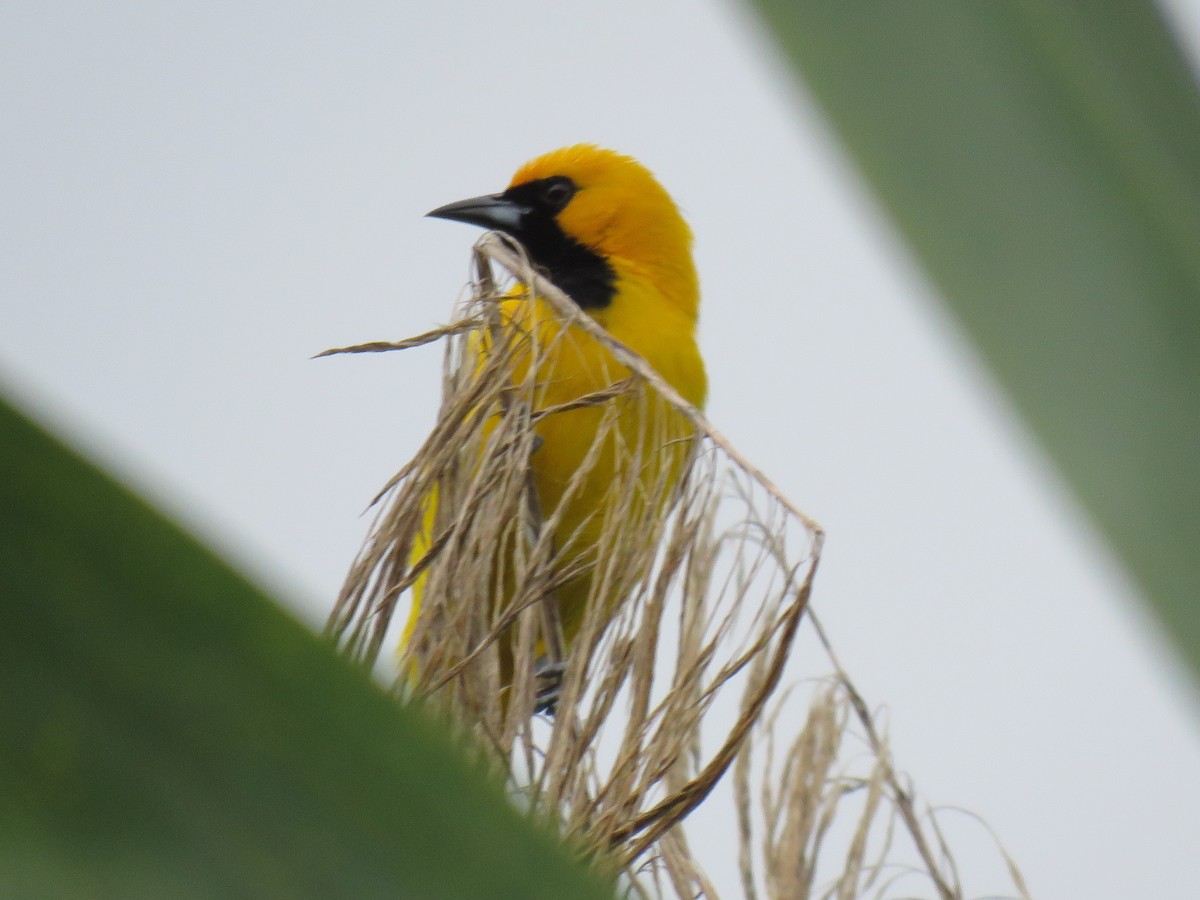 Yellow-tailed Oriole - Ron Batie