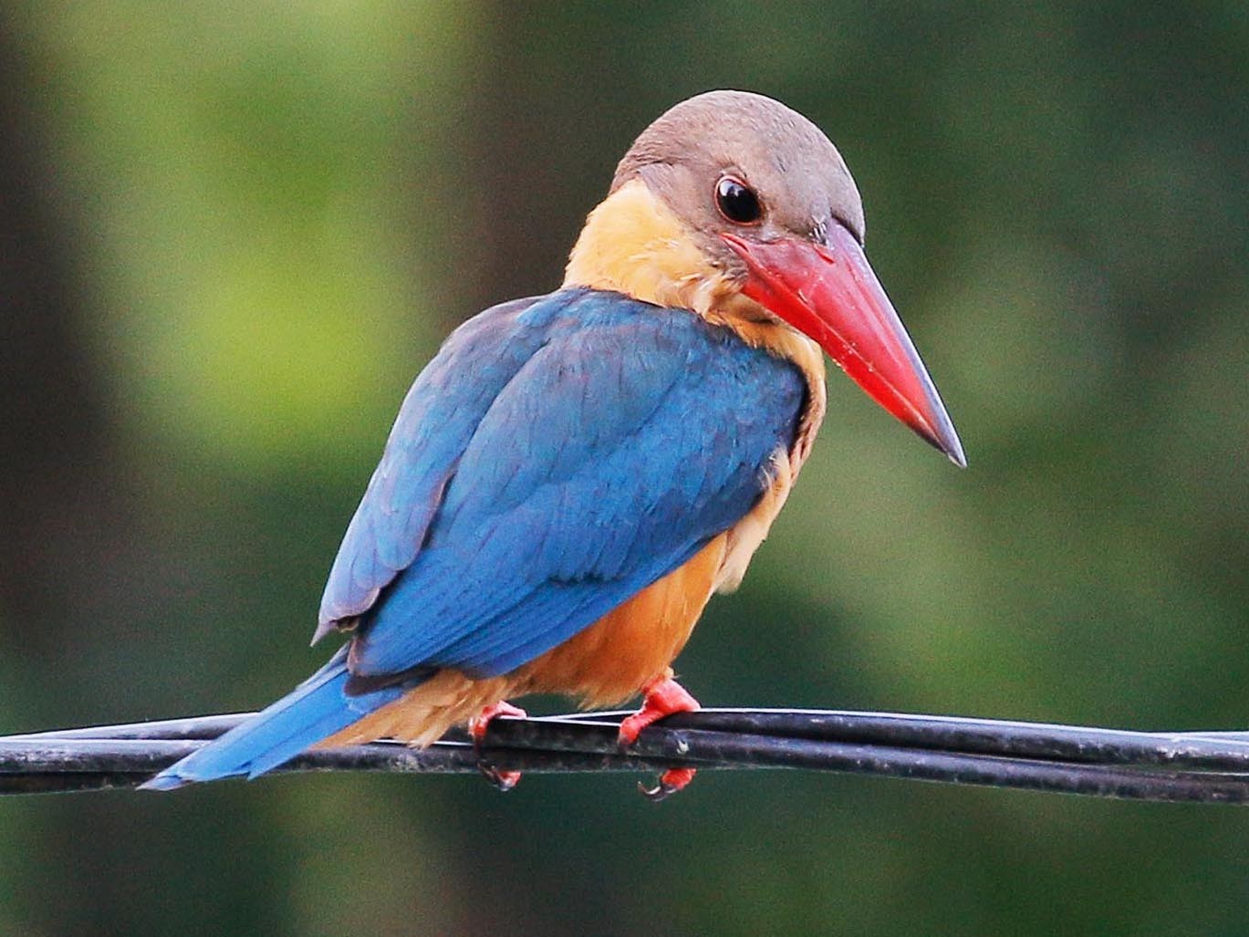 Stork-billed Kingfisher - Neoh Hor Kee