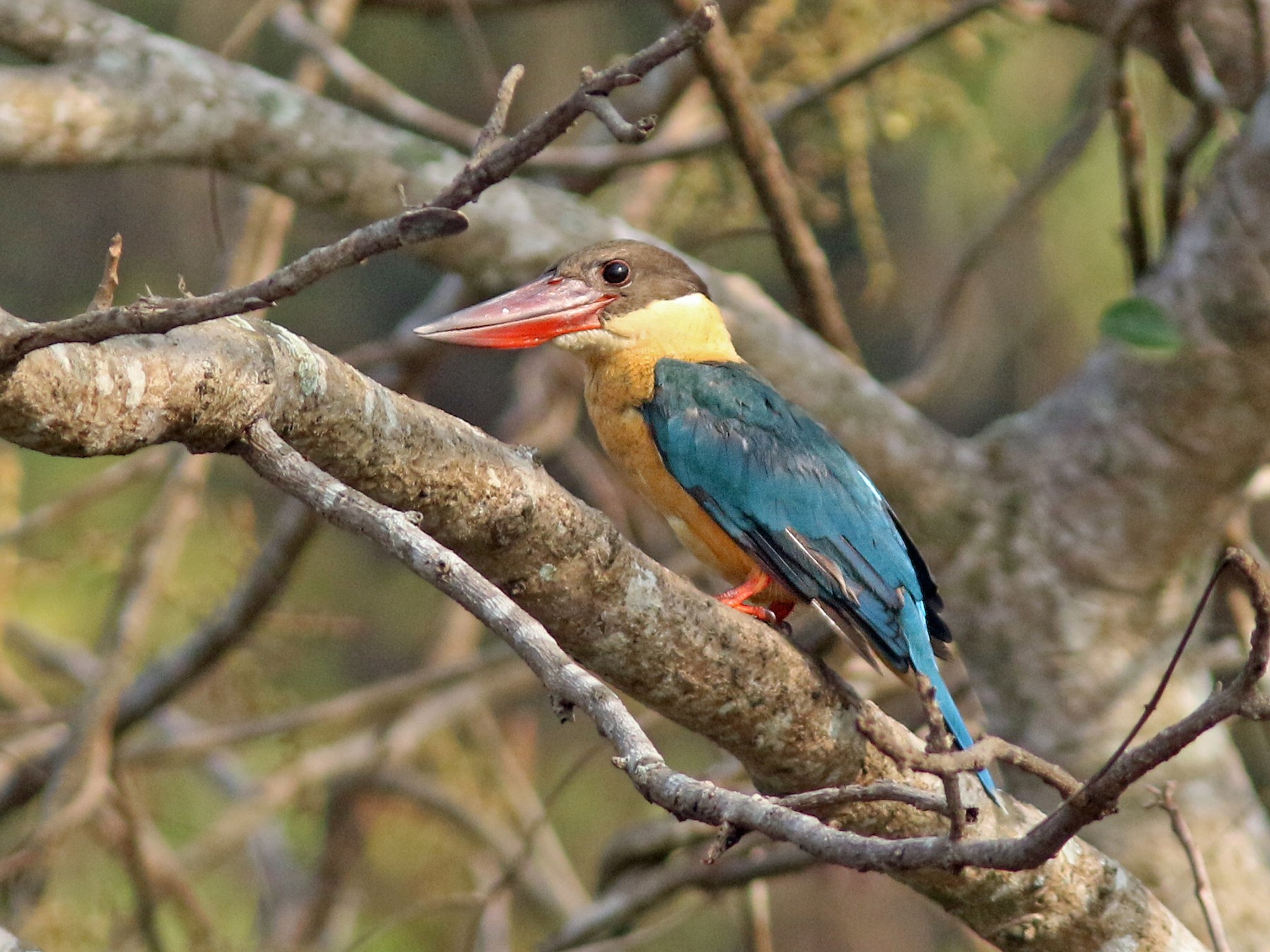 Stork-billed Kingfisher - Andy Warr