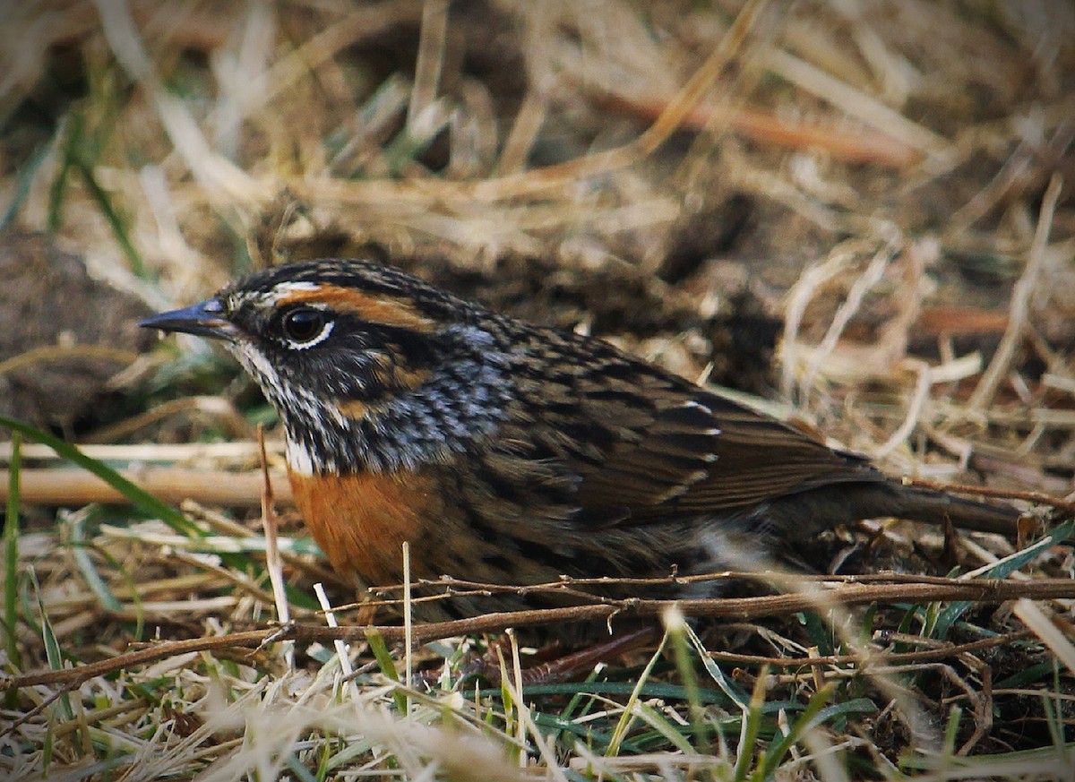 Rufous-breasted Accentor - ML133938441