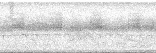 Large-tailed Antshrike - ML133939