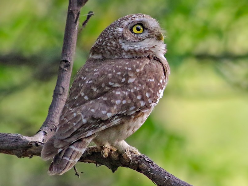 Spotted Owlet - Kavi Nanda