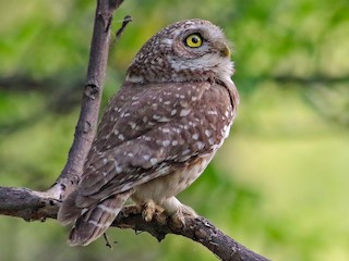 owlet account