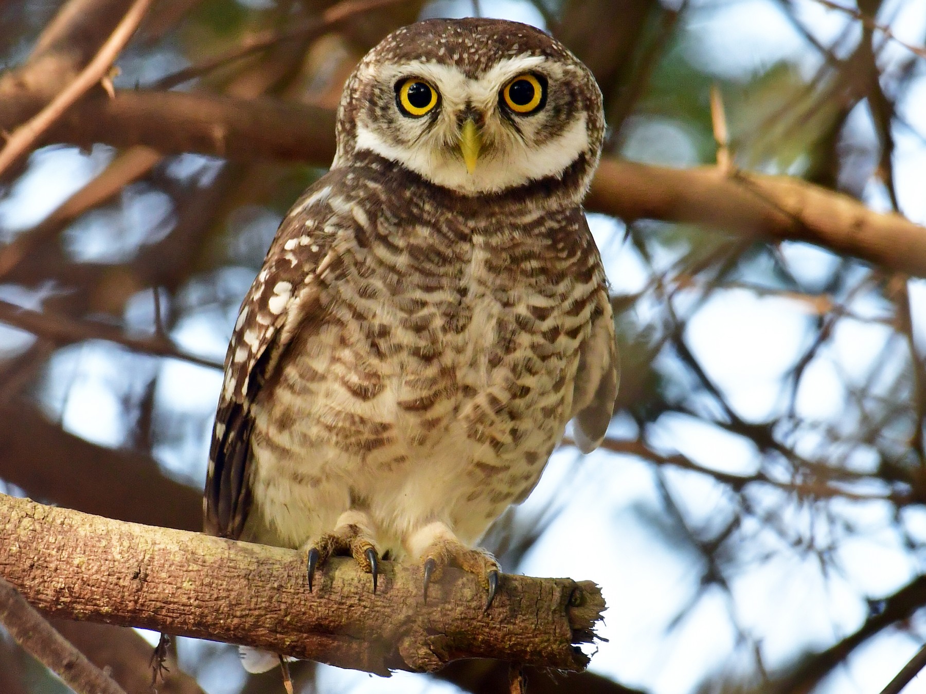 Spotted Owlet - Anirudh Kamakeri