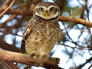  - Spotted Owlet