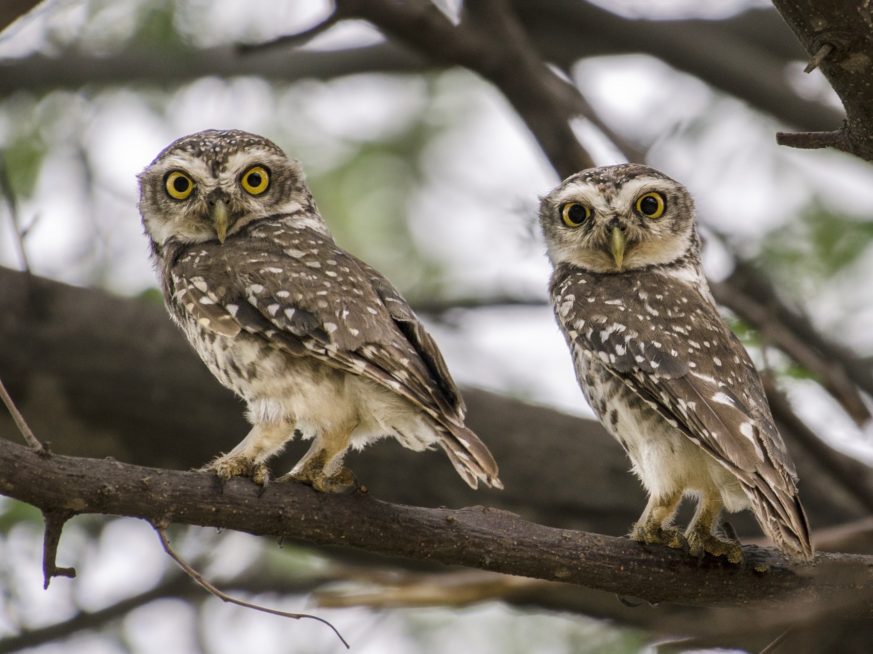 Spotted Owlet - Abhiram Sankar