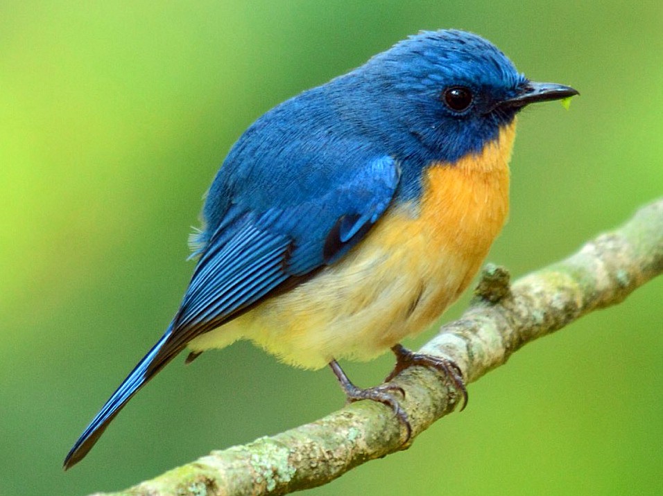 Tickell's Blue Flycatcher - eBird