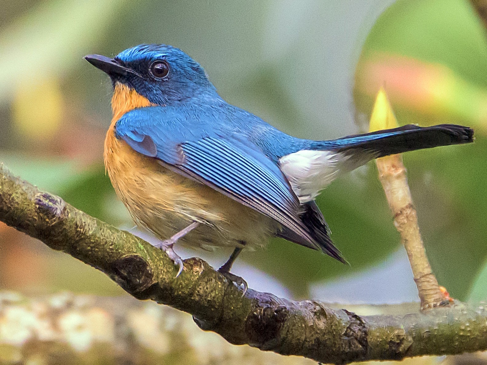 Tickell's Blue Flycatcher - Sahasrangshu Pal Choudhury