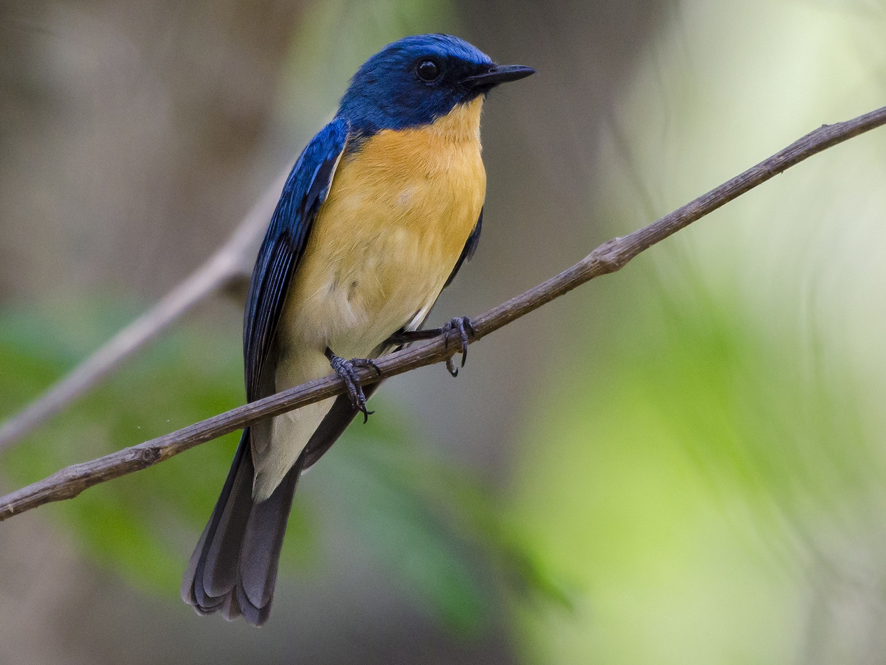 Tickell's Blue Flycatcher - Abhiram Sankar