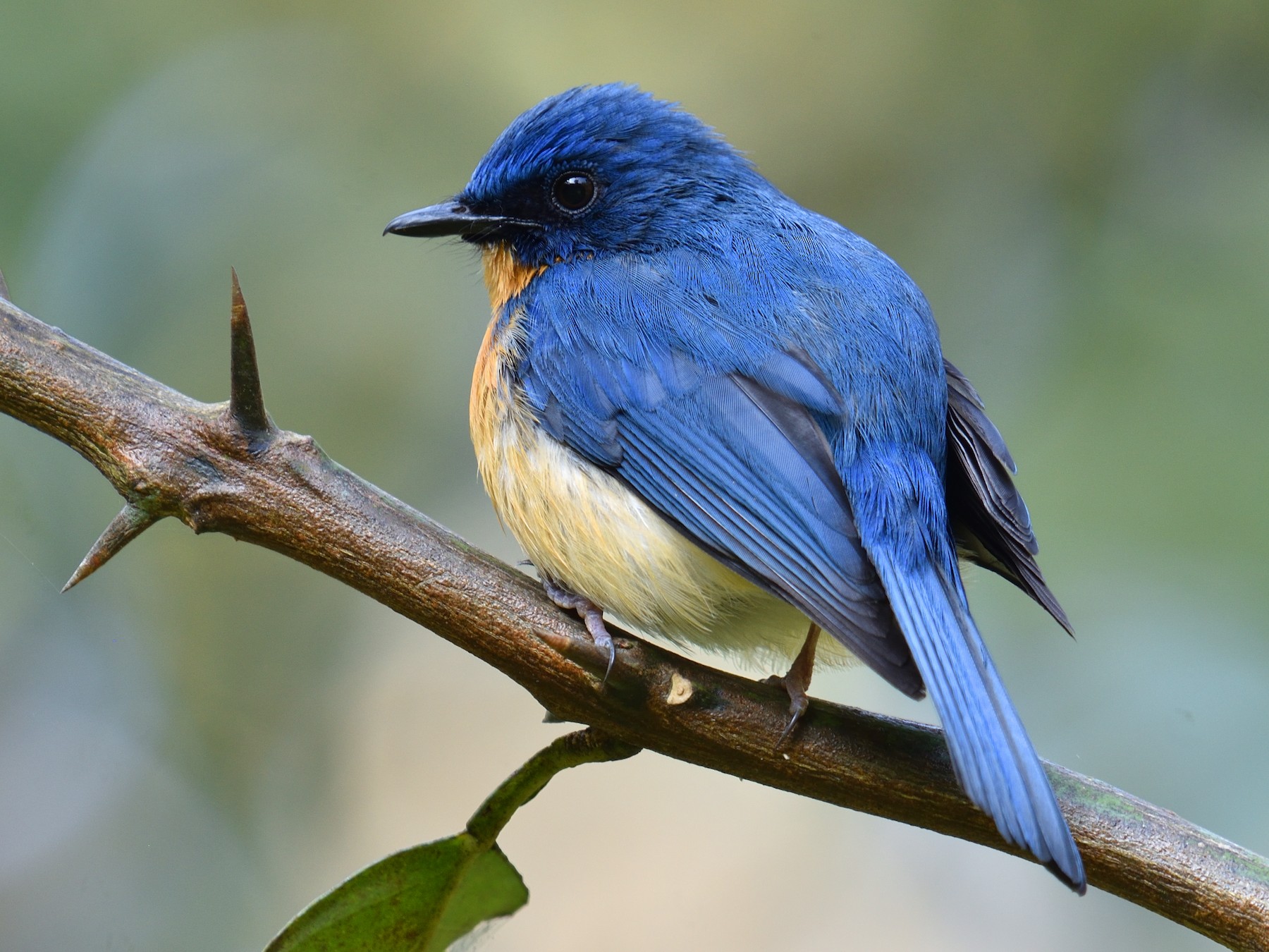 Tickell's Blue Flycatcher - Mallika Rajasekaran