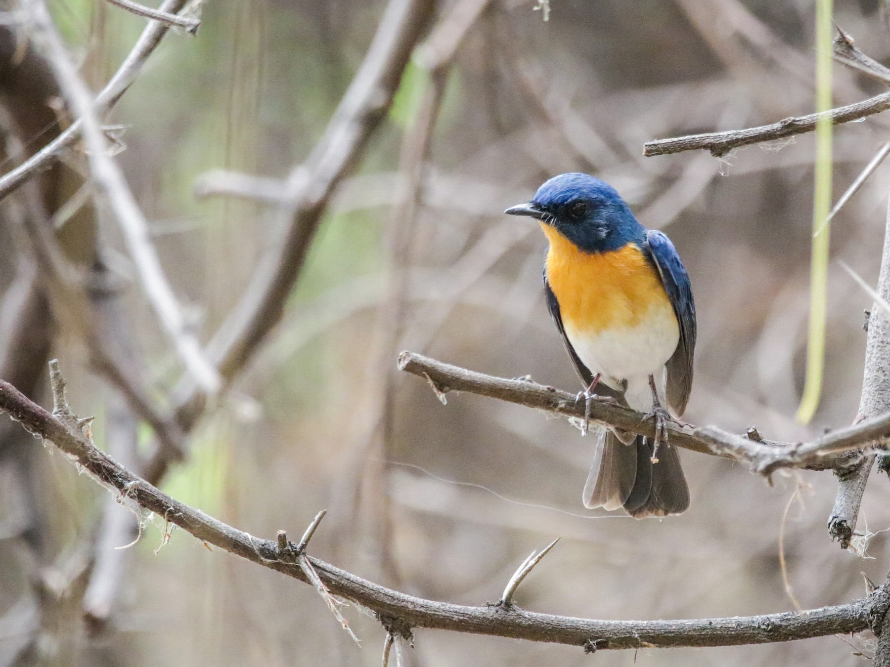 Tickell's Blue Flycatcher - Indranil Bhattacharjee