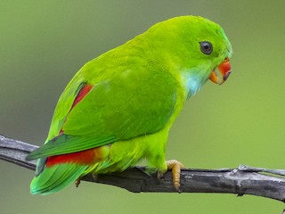  - Vernal Hanging-Parrot