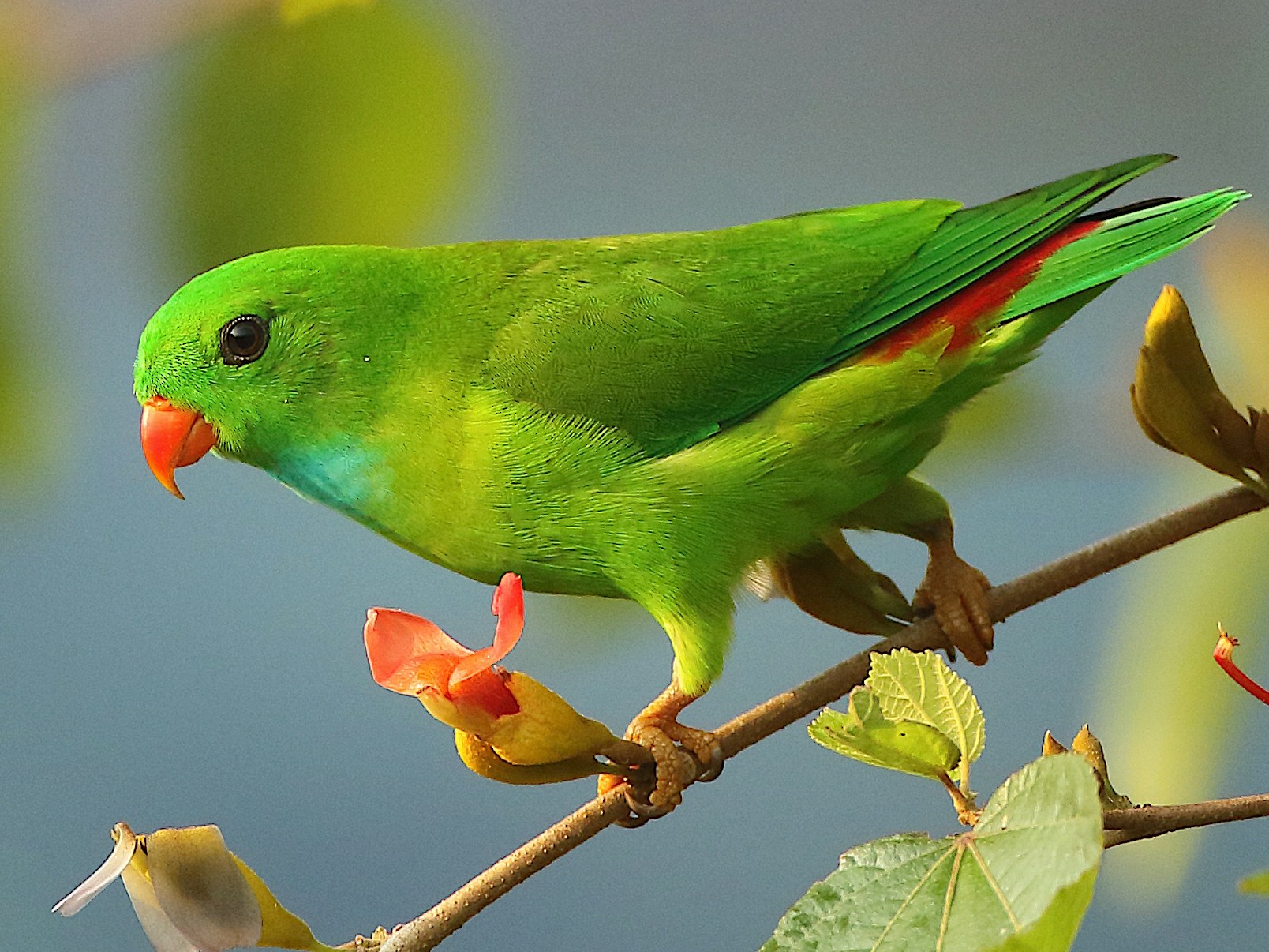 Vernal Hanging-Parrot - Savio Fonseca (www.avocet-peregrine.com)