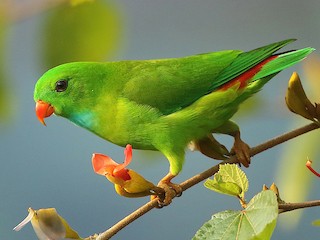 ミドリサトウチョウ - eBird