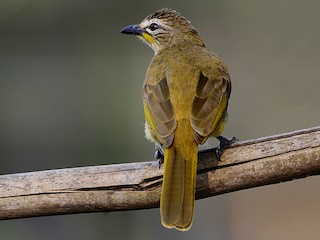 - White-browed Bulbul
