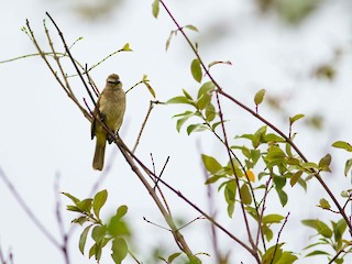  - White-browed Bulbul