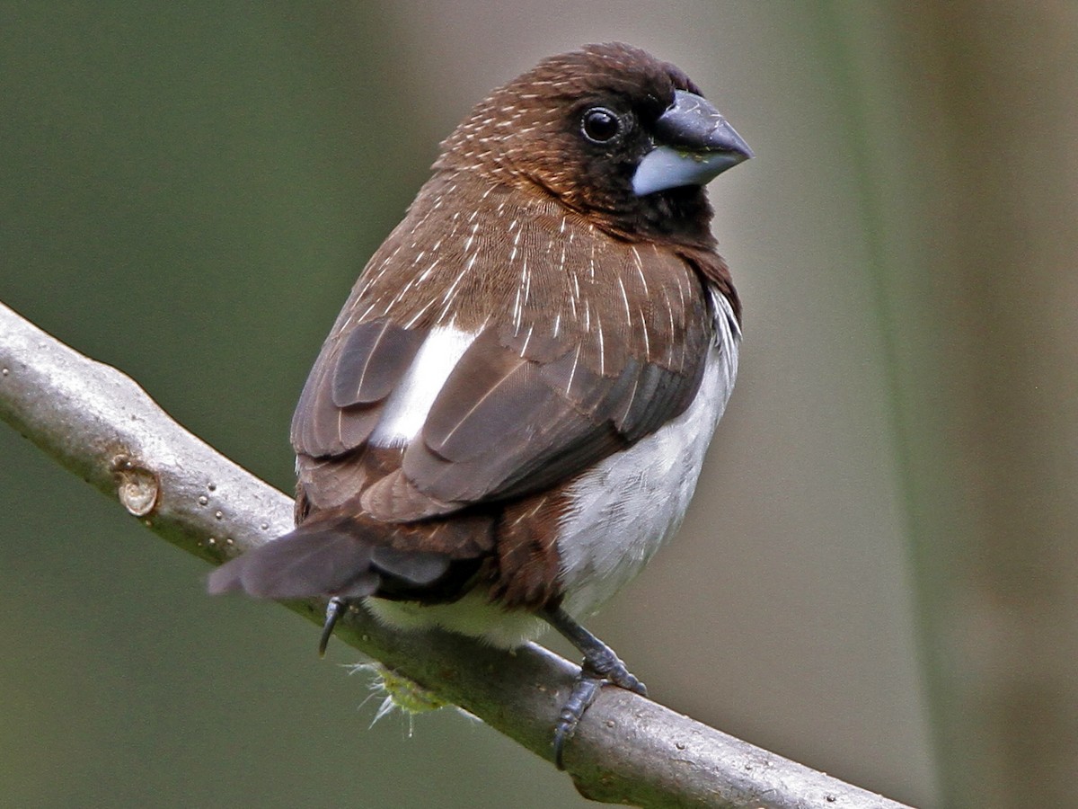 白腰文鳥 Ebird