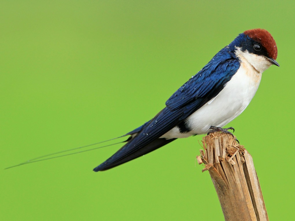 Wiretailed Swallow eBird