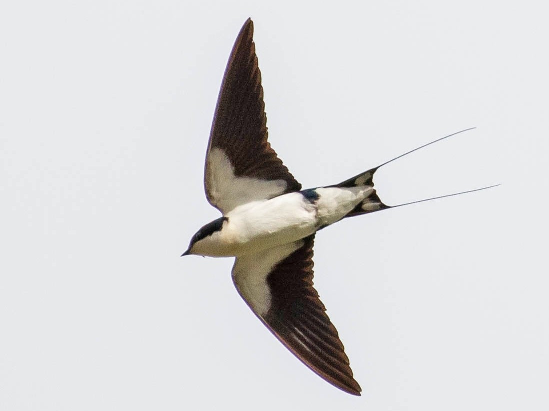 Wire-tailed Swallow - Paul Fenwick