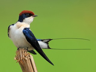  - Wire-tailed Swallow