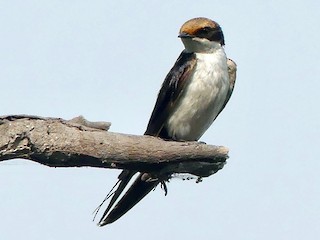  - Wire-tailed Swallow