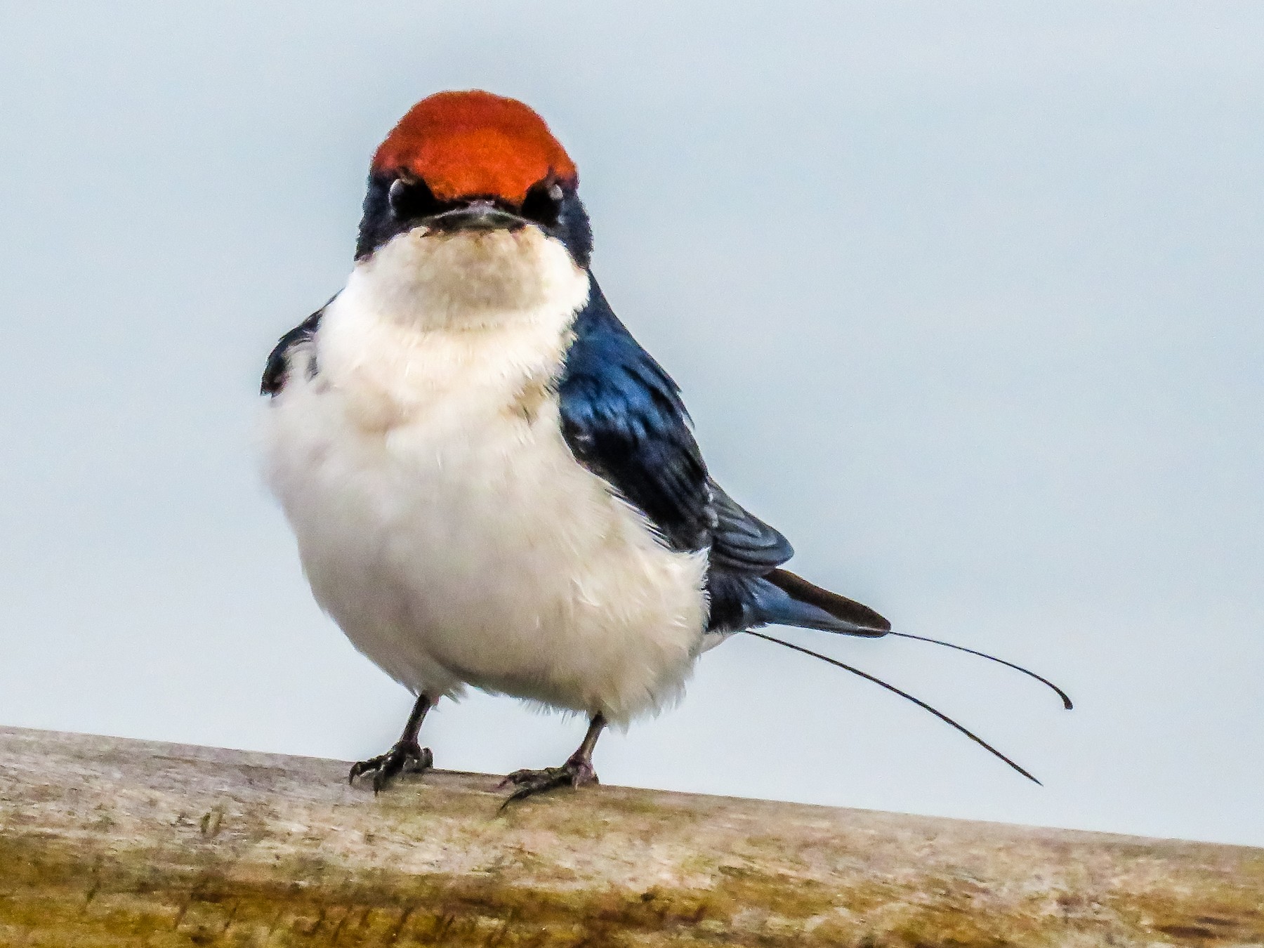 Wire-tailed Swallow - Harvey Fogel