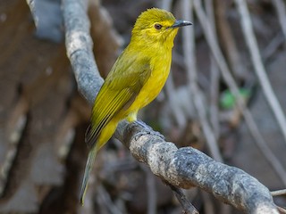  - Yellow-browed Bulbul