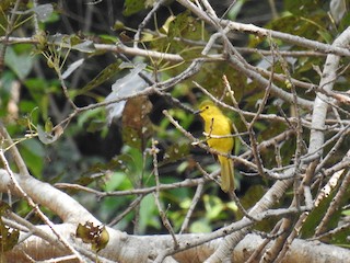  - Yellow-browed Bulbul