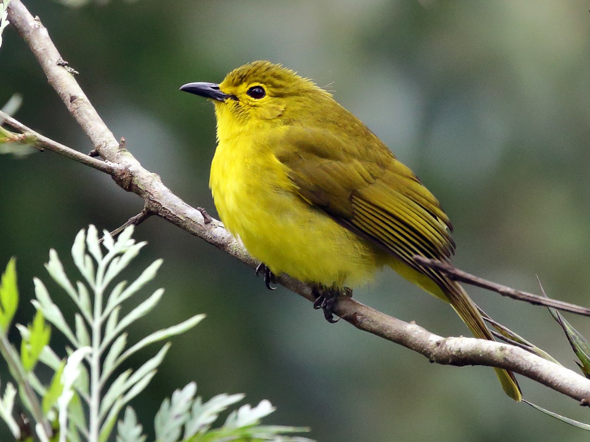 بلبل Yellow-browed Bulbul 1800