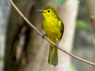  - Yellow-browed Bulbul