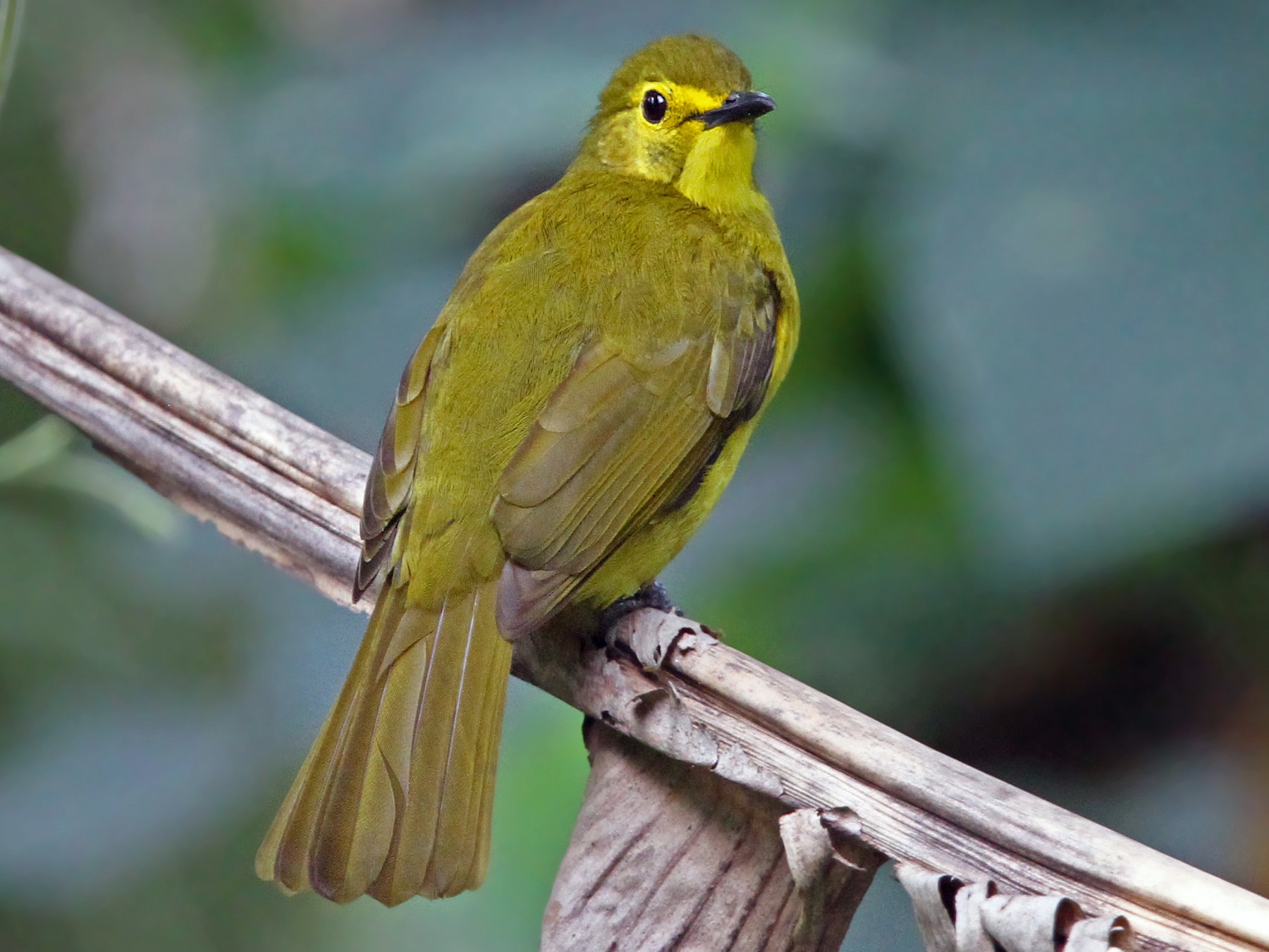 Yellow-browed Bulbul - Christoph Moning