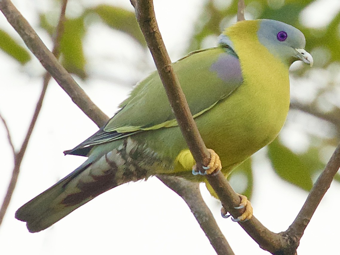 Yellow-footed Green-Pigeon - Vaijayanti Gadgil