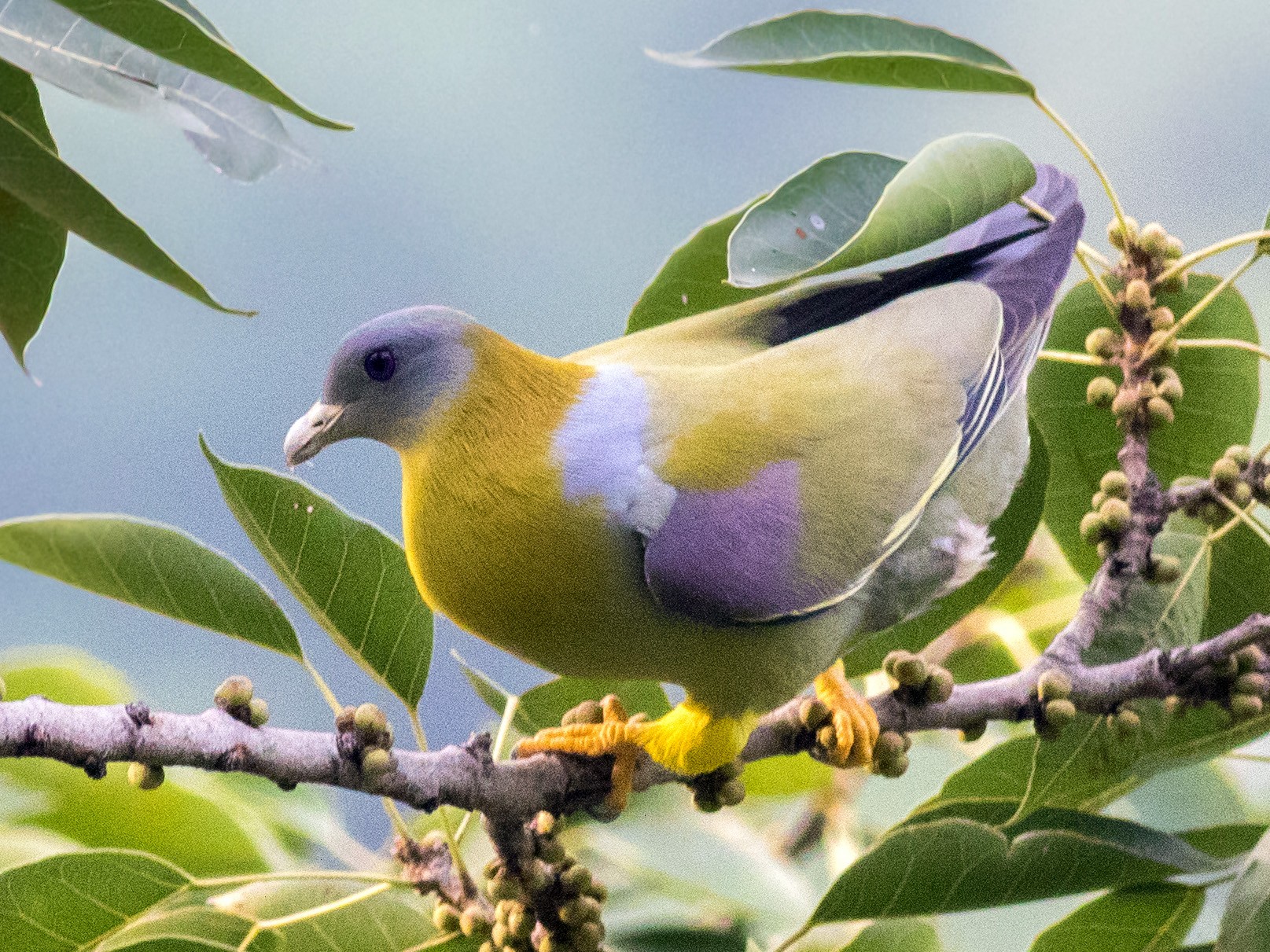 Yellow-footed Green-Pigeon - abhishek ravindra