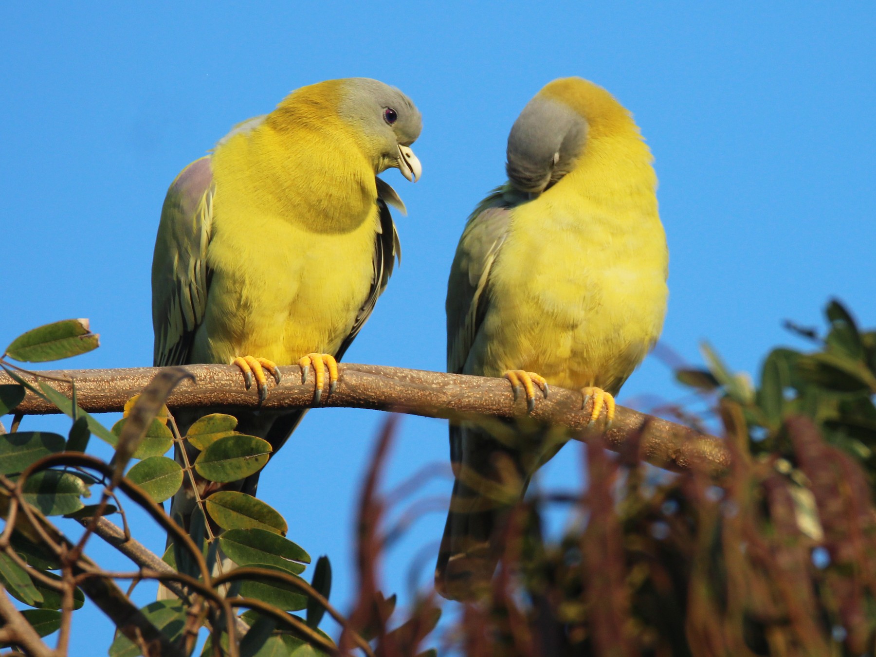 Yellow-footed Green-Pigeon - Praveen  Kumar