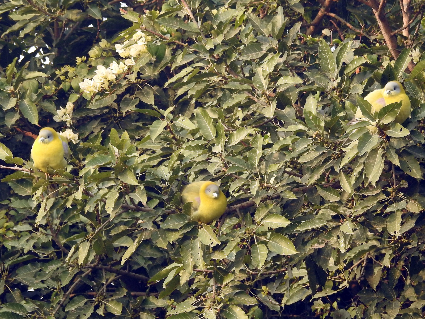 Yellow-footed Green-Pigeon - Sita Susarla